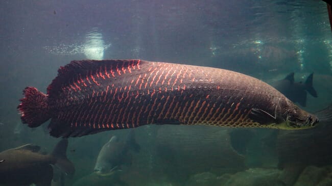 a fish in an aquarium