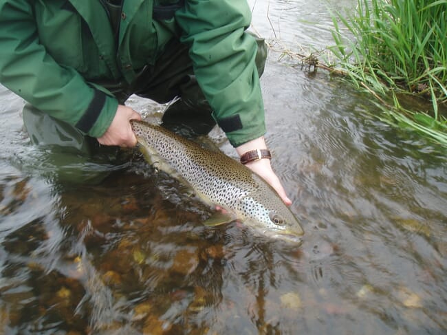 person holding a wild trout in a river