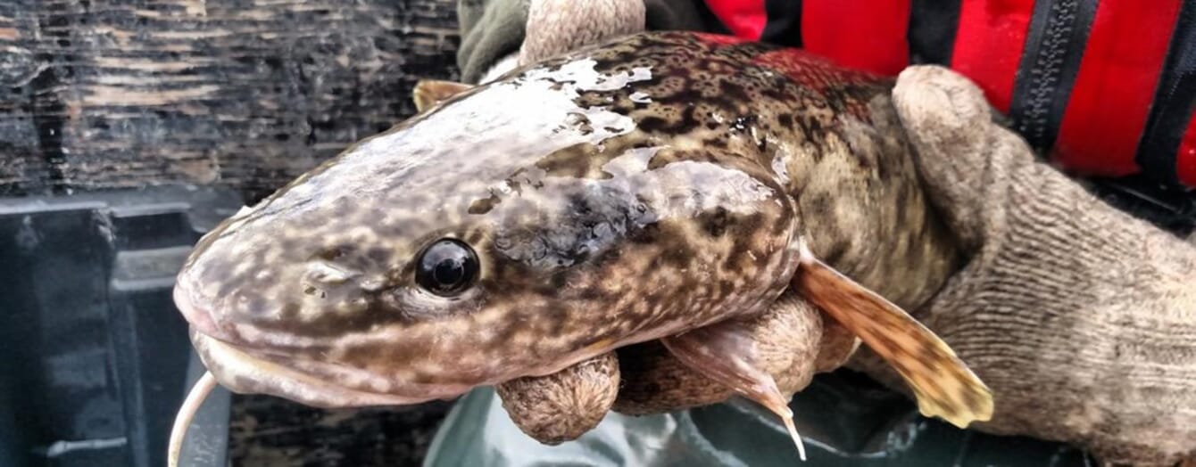 Close up of a burbot head