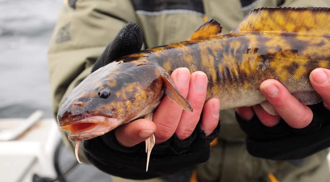 Hands holding a burbot