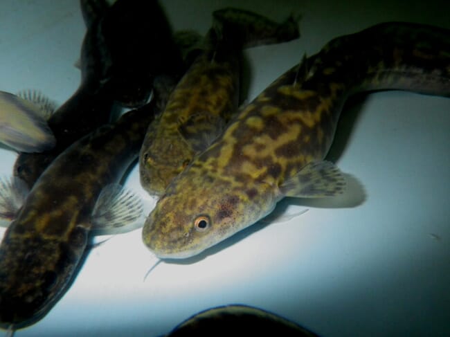 Young burbot