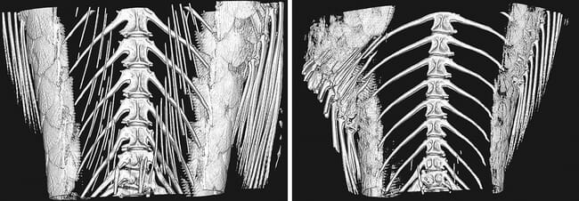 Micro CT scan of fish bones