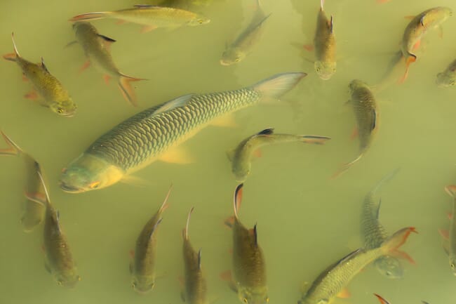 carp in a pond