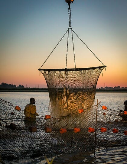 catfish harvesting