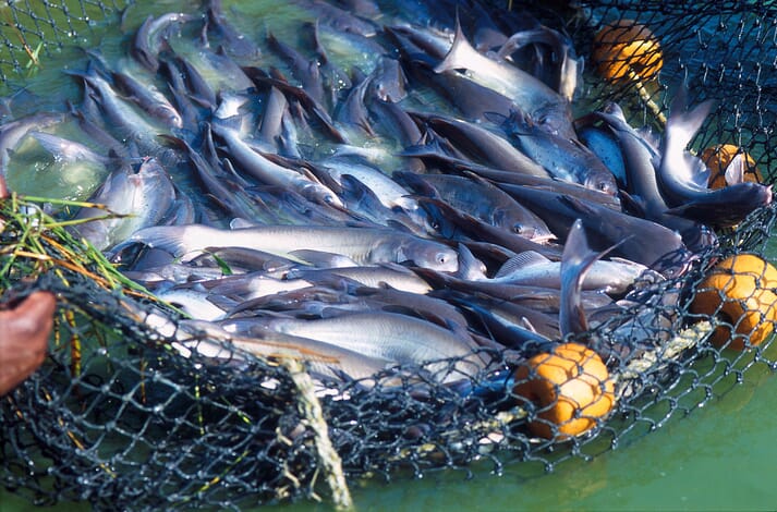 channel catfish in a net