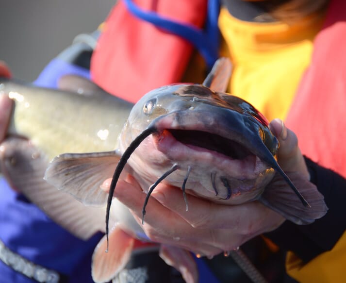 person holding a channel catfish