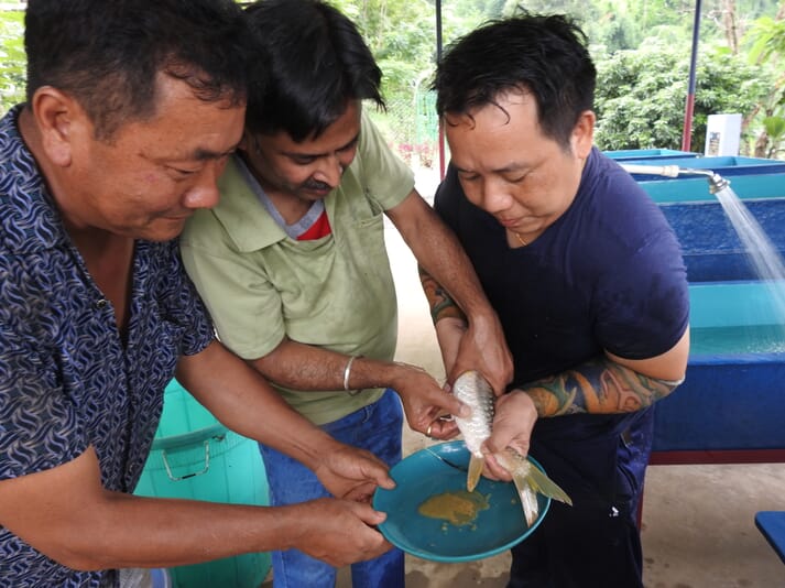 Three men stripping eggs from a fish