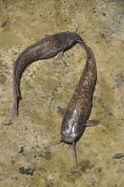 Two African catfish side-by-side