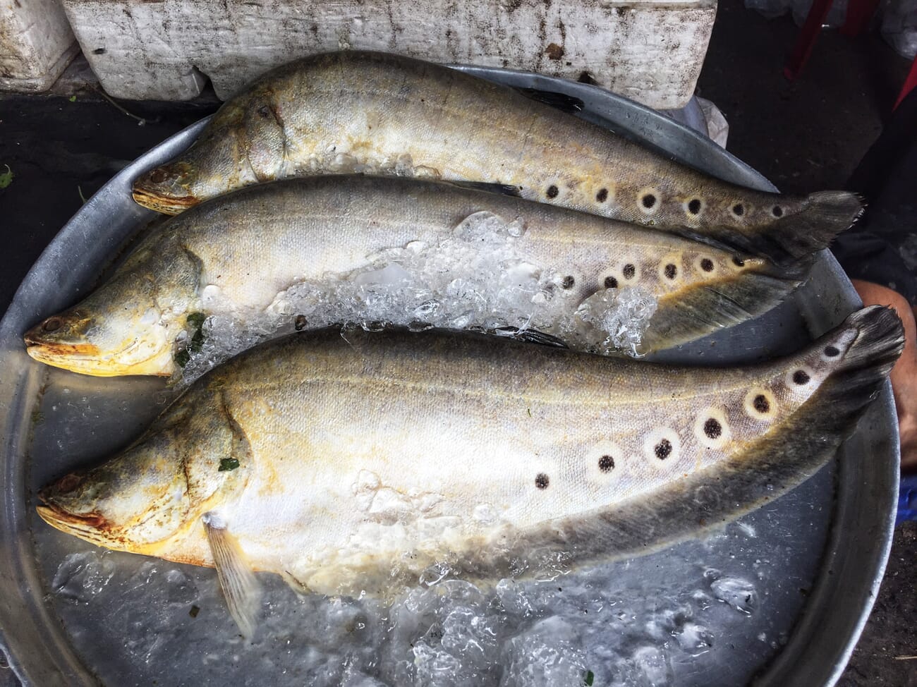 Finding a sustainable use for knife fish in the Philippines The Fish Site