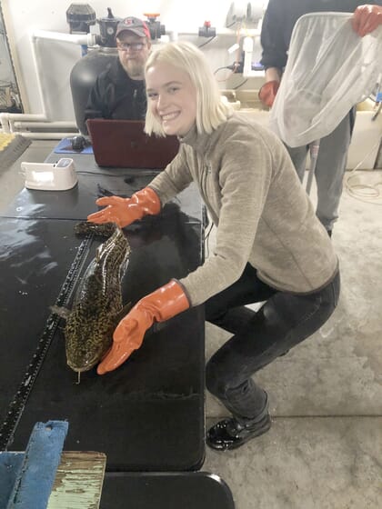 Woman measuring a burbot