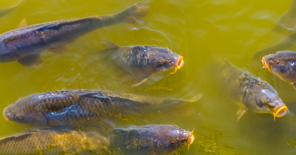 Managing high pH in freshwater ponds | The Fish Site