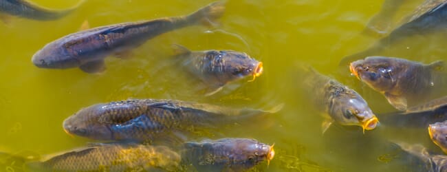 Several carp at the surface of a murky pond.