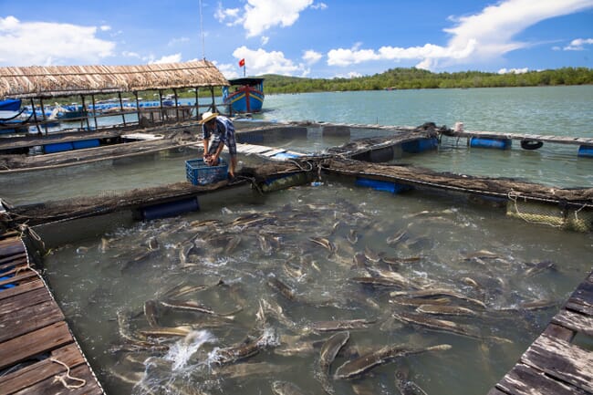 Pangasius aquaculture.