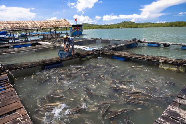 Aquicultura de pangasius