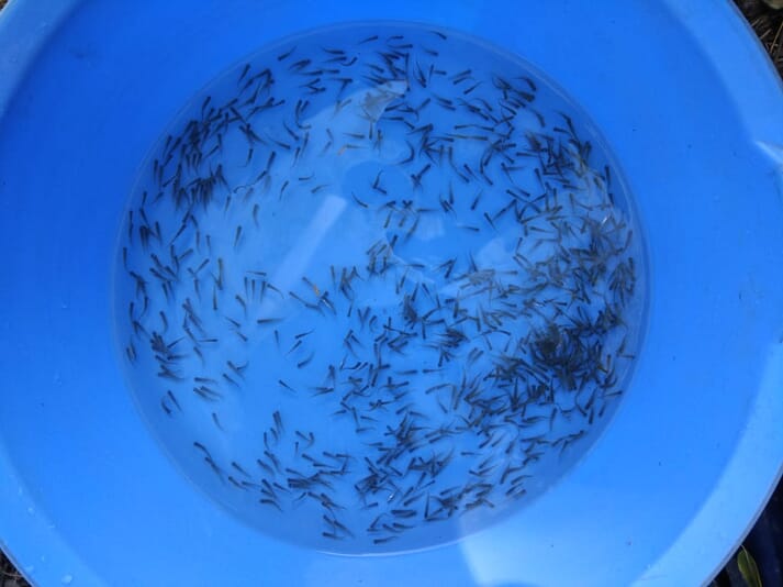 fish fingerlings in a blue bucket