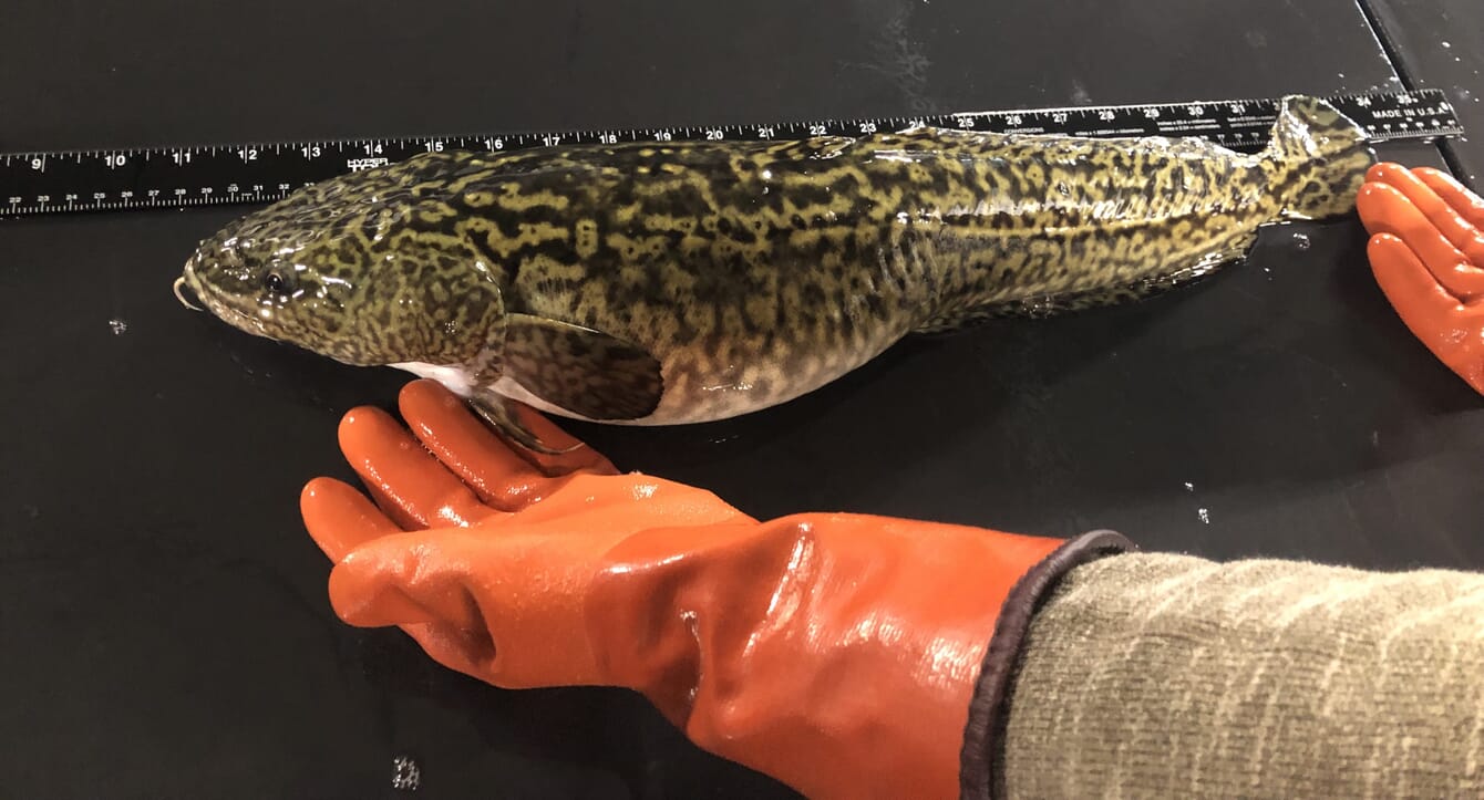 Burbot being measured