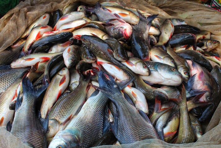 Many farmed fish are killed via asphyxiation, without stunning
