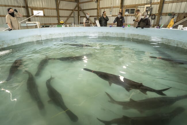 Fish in a tank with people around the edge