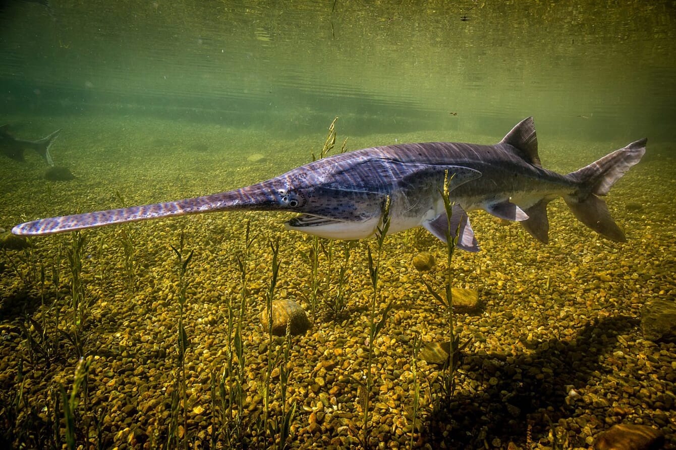 Fish with a long nose swimming in shallow water