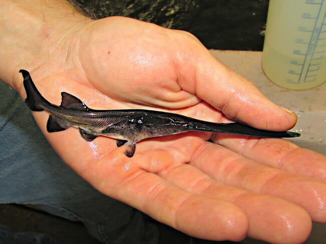 Young fish with a long nose in a person's hand