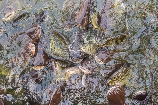 carp swimming in a pond