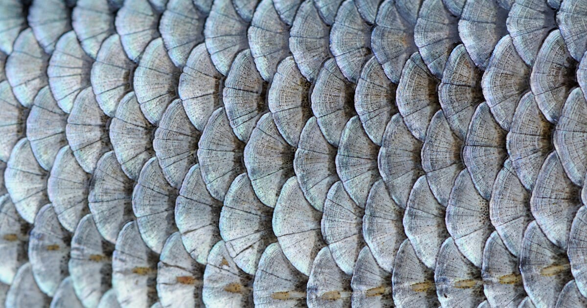 https://images.thefishsite.com/fish/articles/Freshwater/roach-scales-good-image.jpg?scale.option=fill&scale.width=1200&scale.height=630&crop.width=1200&crop.height=630&crop.y=center&crop.x=center