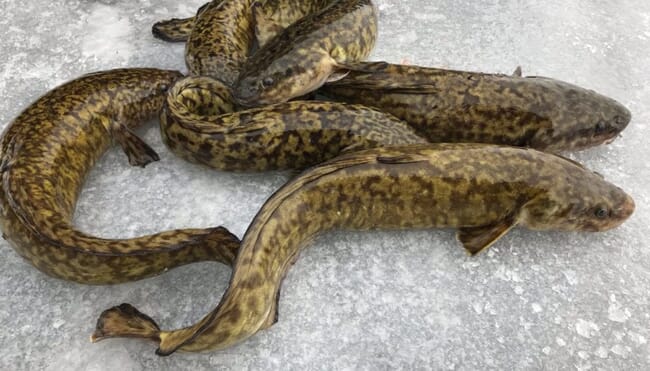 Mass of burbot