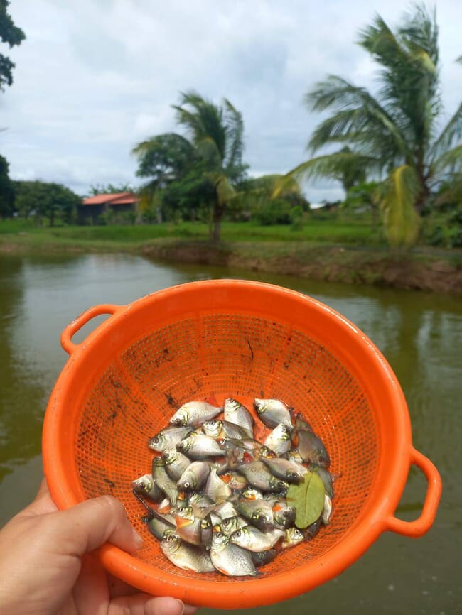 peces juveniles en un tamiz