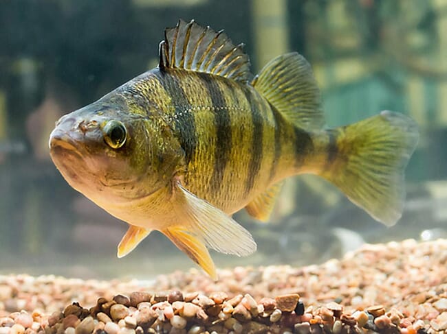 US tilapia farmers consider switching to perch