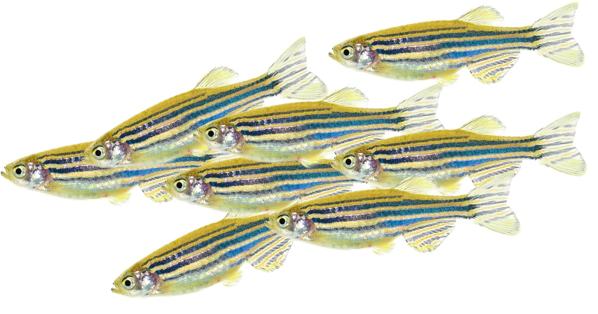 Can Zebrafish Help Humans Reach Mars The Fish Site can-zebrafish-help-humans-reach-mars-the-fish-site