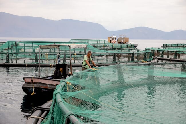 A man at a fish farm in the Mediterranean.