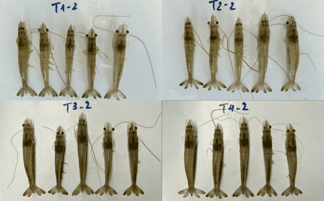 Greensage Prebiotics pathogen challenge trial.