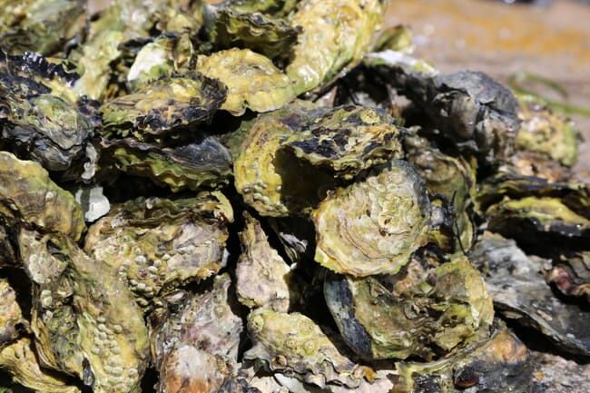 Pacific oyster reef