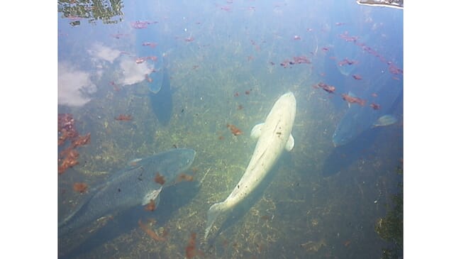 fish swimming in water