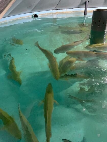 fish swimming in a tank