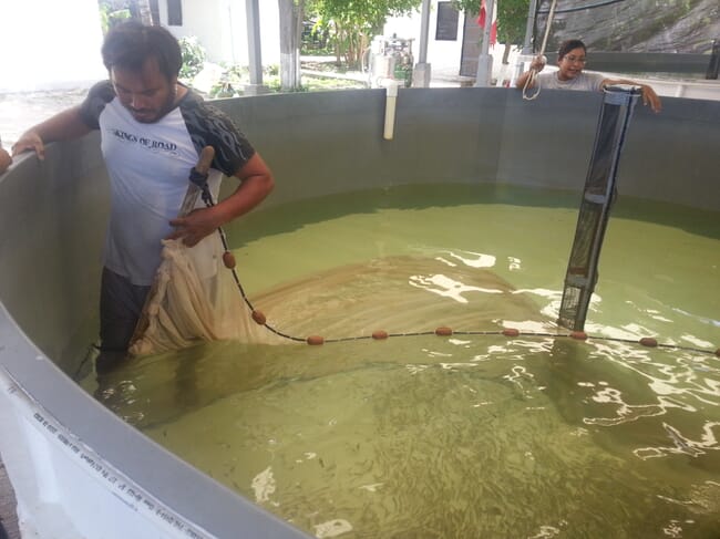 person netting fish fingerlings in a tank