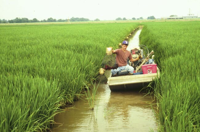 Um homem em um barco em um campo de arroz.