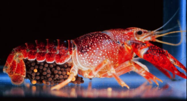 Uma fêmea de lagostim com ovos.