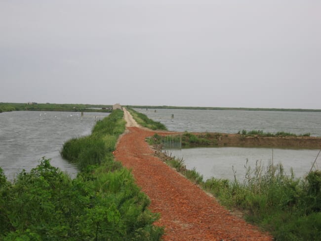 grass carp pond