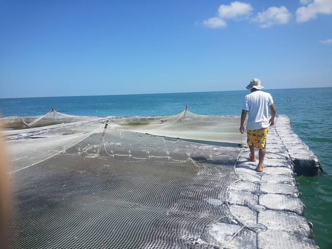 sea cages with nets