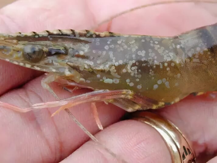 a shrimp with white spots