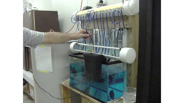 experimental multi batch tilapia incubator system