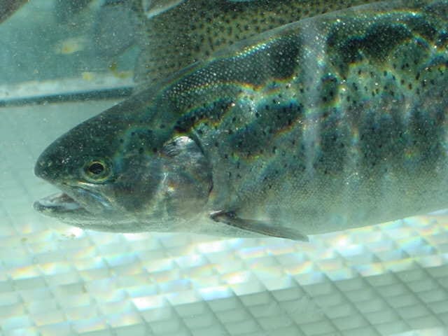 close-up of a trout swimming in a tank