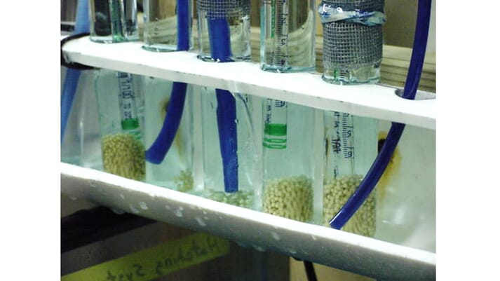 test tube incubation of polyploid tilapia eggs