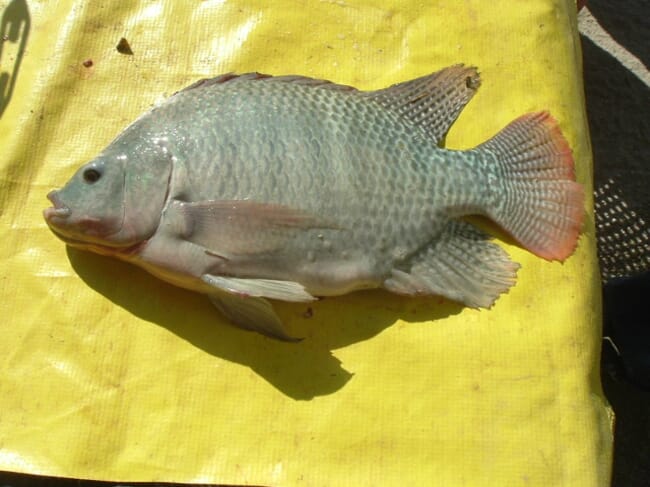 tilapia