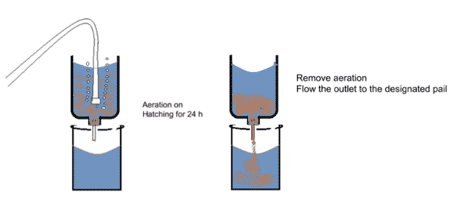 Graph showing how to aerate Artemia to induce hatching