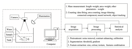 Illustration showing how machine vision devices get accurate estimates of fish biomass