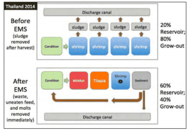 Illustration showing potential changes in shrimp farm layout to prevent outbreaks of early mortality syndrome