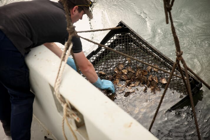 a basket of oysters is pulled into the boat