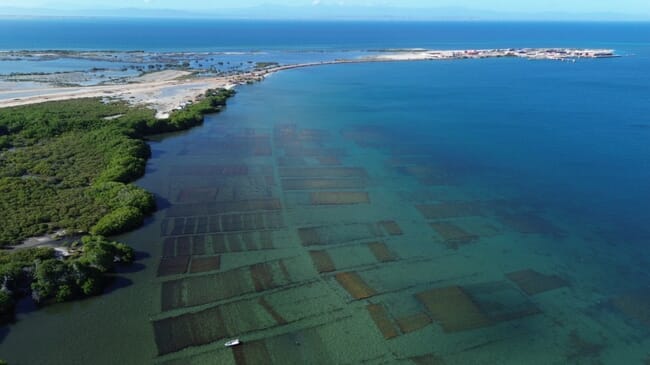 An aerial image of a seaweed farm.